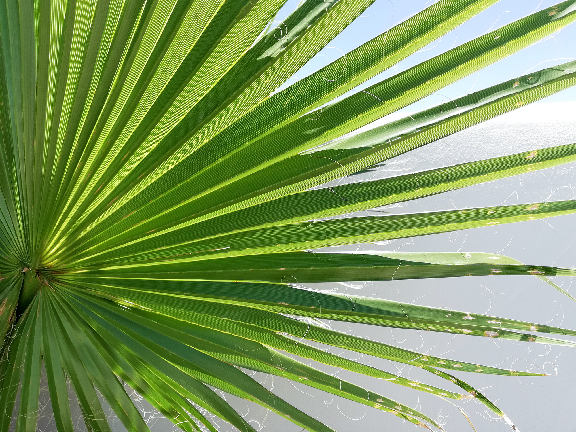 Diseño de jardín tropical en Madrid David Jiménez. Arquitectura y