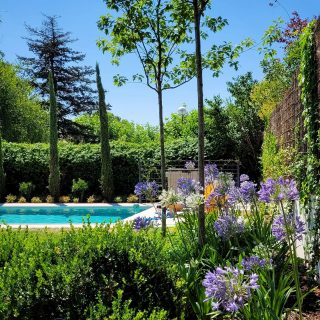 Jardines de verano para #clientesqueconfian

#paisajismo #landscape #urbanlandscape #garden #gardendesign #green #agapanthus #summer #summergarden #pool #landscapedesign #buxus